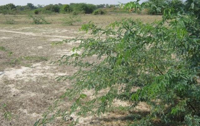 A wasteland soil in the Central Dry Zone in Myanmar | Photo courtesy of the author